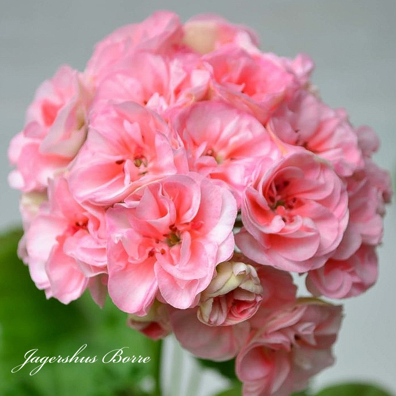 Пеларгония Jagershus Borre Пеларгония Jagershus Borre