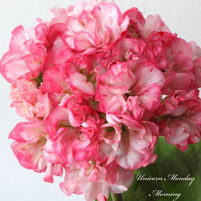 Пеларгония Unicorn Monday Morning Пеларгония Unicorn Monday Morning