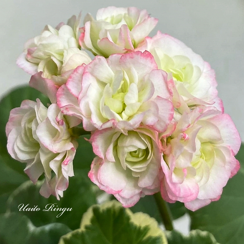 Пеларгония Uaito Ringu Пеларгония Uaito Ringu