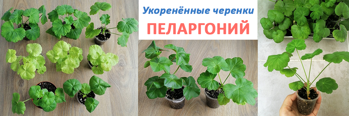 Пеларгонии